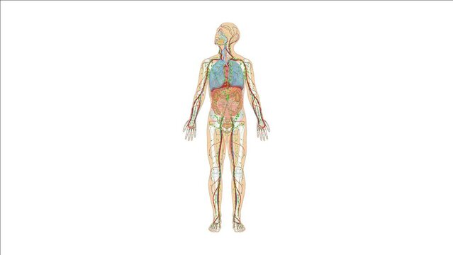 Grafikanimation Lehrmaterial: Lymphatisches System / Lymphsystem - Animation der Lymphgefäße des Menschen