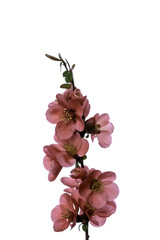 Japanese quince - 768721103