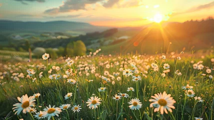 Poster Beautiful spring and summer natural landscape with blooming field of daisies in the grass in the hilly countryside © Suzy