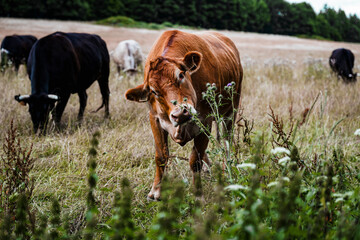 Cows grazing in a field