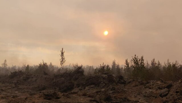 Smoke in the burnt forest
