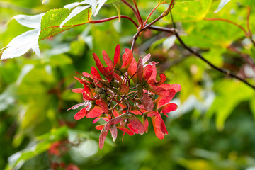 Maple seeds