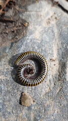 close up of an insect on the ground