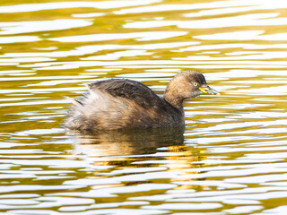 池を泳ぐカイツブリ