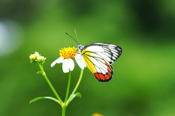 butterfly on flower