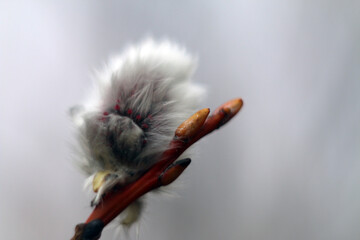 willow catkins in spring © Martins