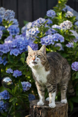 Naklejka na ściany i meble Porträt einer getigerten Hauskatze im blühenden Garten