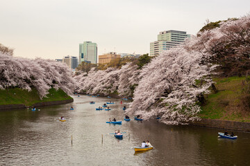 Tokyo's famous cherry blossom spot at Chidorigafuchi park, near the Imperial Palace. Tokyo, Japan.  