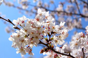 青空に映える美しい満開の桜