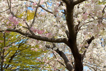 Obraz premium 美しい満開の桜の木を見上げる
