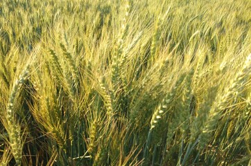 Green wheat growing in field