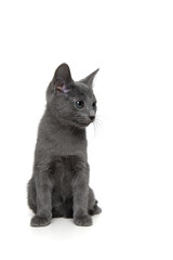 Cute grey Russian blue kitten looking away to the side isolated on a white background with space for copy