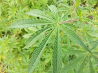 marijuana leaf, cannabis hemp leaf outdoors