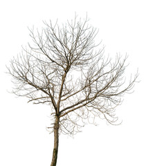dead tree on white background isolated