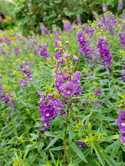 Pretty purple wildflower, Angelonia