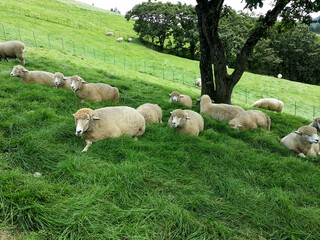 Sheep grazing on the meadow