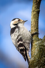 A female Lesser spotted woodpecker holds onto the branch on a sunny spring day. Close-up portrait...
