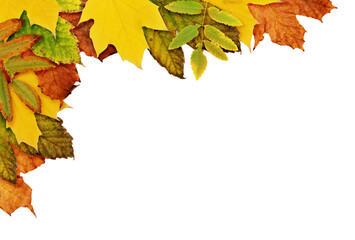 Autumn corner arrangement with dried leaves in yellow, orange and green colors isolated on white or transparent background