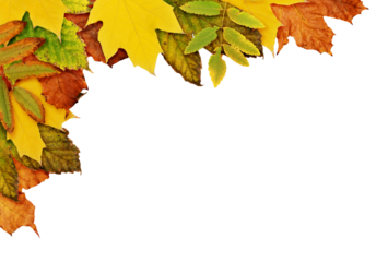 Autumn corner arrangement with dried leaves in yellow, orange and green colors isolated on white or transparent background