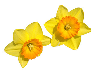 Fototapeta premium Daffodils flowers isolated on white. Narcissus pseudonarcissus