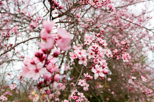 Captivating close-up of a pink Japanese cherry blossom tree in full bloom. Perfect for spring-themed projects and nature enthusiasts