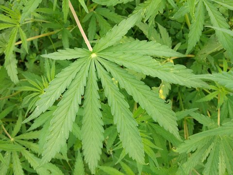 marijuana leaf, cannabis hemp leaf outdoors