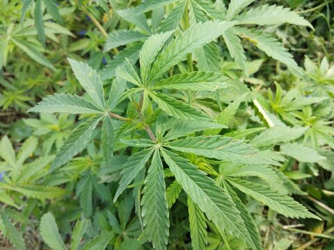 marijuana leaf, cannabis hemp leaf outdoors
