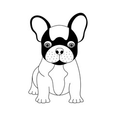 French bulldog, sitting in front of white background