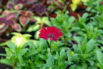 Osteospermum is an African daisy. Red flowers Osteospermum from the genus Asteraceae