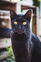 Portrait of a black cat sitting staring at camera