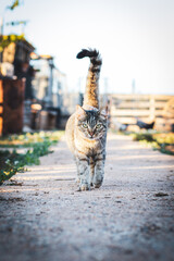 Portrait of a cat walking defiantly towards the camera with its tail raised