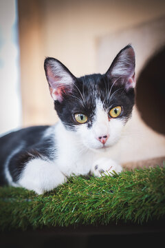 Portrait of a black and white kitten looking at camera