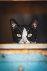 A black-and-white cat hiding behind a wooden slab stares into the camera