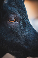 Close-up of a black goat's eye