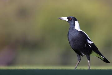 Side view of black and white Australian Magpie (Gymnorhina tibicen) with red eyes, standing on short grass, with copy space
