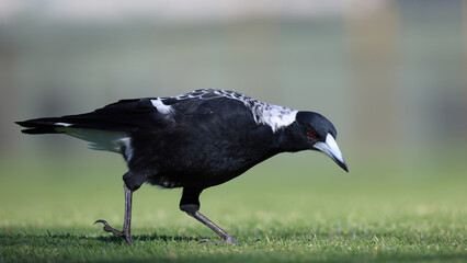 Side view of black and white Australian Magpie (Gymnorhina tibicen) with red eyes, walking on short grass looking for food