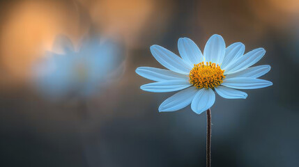  A sharp, white bloom against a soft blue and yellow backdrop