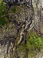 tree bark texture