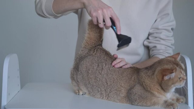 combing a cat with a furminator