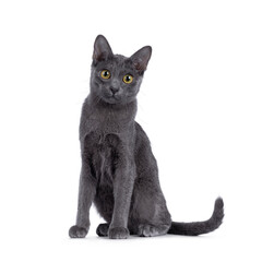 Cute Korat kitten, sitting up facing front. looking straight to camera with cute head tilt. Isolated on a white background.