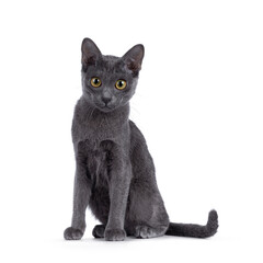 Cute Korat kitten, sitting up facing front. looking under camera. Isolated on a white background.