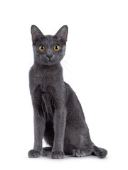 Cute Korat kitten, sitting up facing front. looking straight to camera. Isolated on a white background.