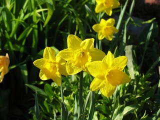 Obraz premium Beautiful flowers after rain in spring