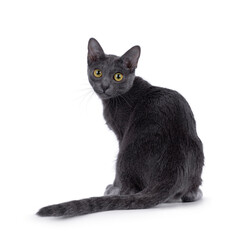 Cute Korat kitten, sitting backwards on edge. Looking over shoulder straight to camera. Isolated on a white background.