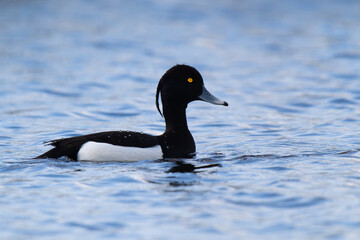 male tufted duck swimming on a lake. - 768744980
