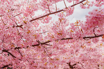 sakura flower (cherry blossom) in spring.