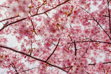 sakura flower (cherry blossom) in spring.