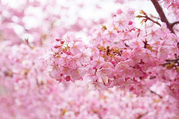 Fototapeta premium sakura flower (cherry blossom) in spring.