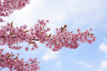pink cherry blossoms on blue sky