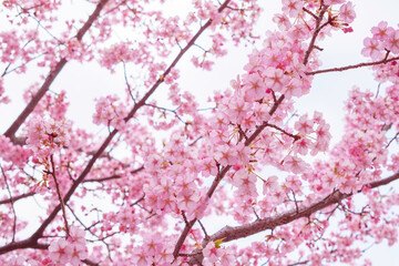 sakura flower (cherry blossom) in spring.